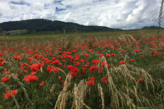 20190616_120537604_iOS